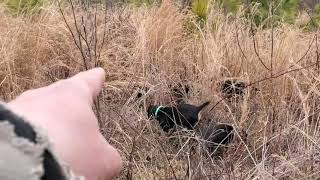 Roark's Blackcreek beagles