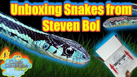 Unboxing My New Snakes From Steven Bol (Netherlands) My Snake Collection 2022