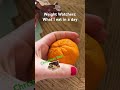 Weight Watchers: Day 18-celebrating Christmas!