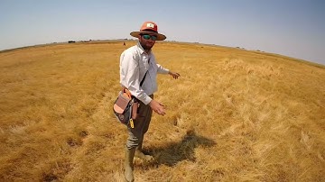 Field search training with 6 months old Max #NorcalNAVHDA #NAVHDA #Pudelpointer