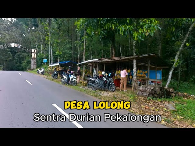 Desa Lolong Sentra durian Pekalongan , Wisata masuk hutan durian class=
