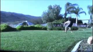 grass session