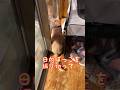 【猫和尚】お勤めを最優先さすが！#猫動画 #猫癒し #猫かわいい