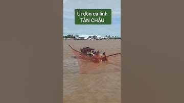 Ủi dồn cá linh Tân Châu mùa nước nổi #angiang #automobile #topgamedoithuonguytin #khampha #travel