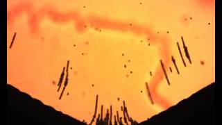 Isomotive Dielectrophoresis Isodep Ndep And Chaining