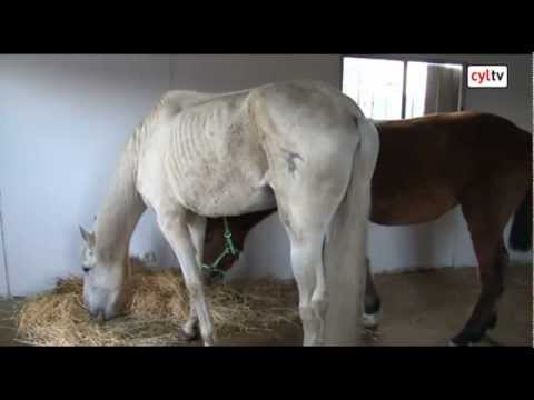 como engordar un caballo rapido y facil como engordar un caballo rapido y facil