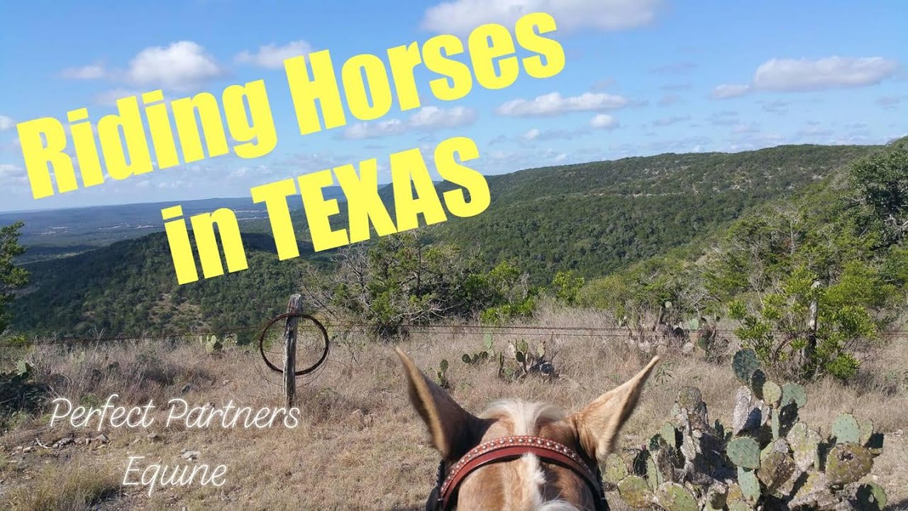 Riding Horses in Texas part 1! YouTube