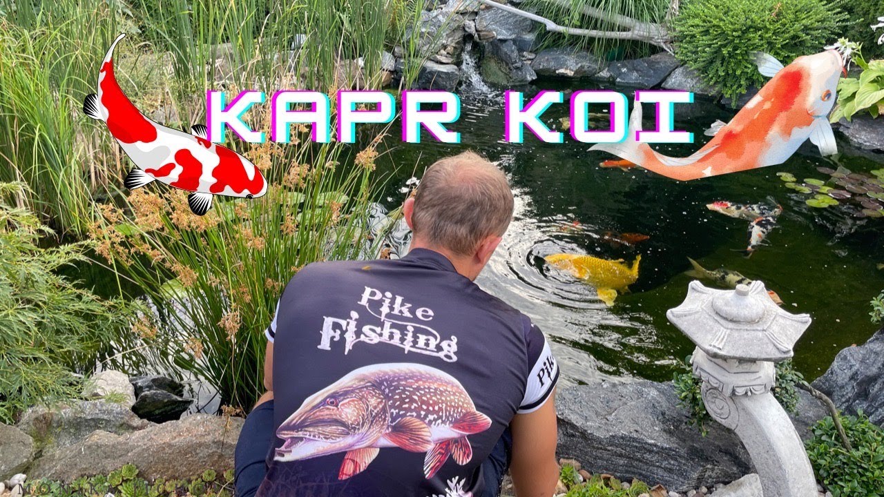 KAPR KOI, ZAHRADNI JEZIRKO