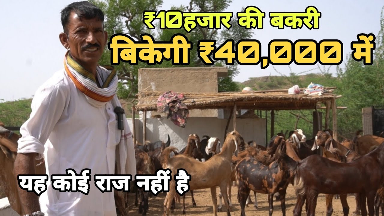 हरिराम जी गुर्जर का बकरी पालन | farmer's goat at rajasthan | pkraj vlogs