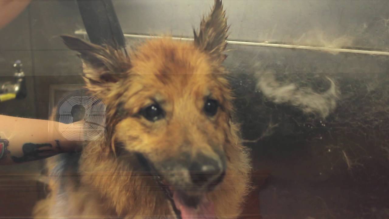 Blowing Coat YouTube