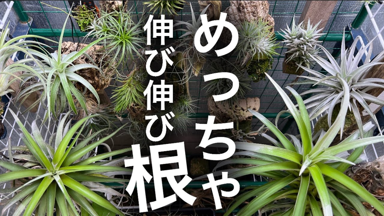 チランジア アッパークラス Tillandsia 