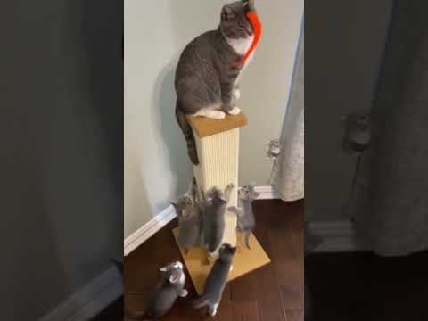 The SmartCat Ultimate