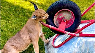 Стрим😁 Деревья и кустарники в кошачьем доме😸🥰