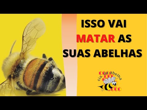 Vídeo: 4 maneiras de saber se seu periquito de estimação gosta de você