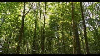 videoblocks dolly shot of a dense green forest with sunlight breaking through the trees bosls3zqhz 1