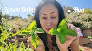 Lemon Balm Vs. Mint Growing Habit And Their Differences