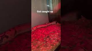 Second time my new ball python are since I got him.. I be excited to every time #shorts #ballpythons