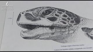 Aprender A Observar La Ilustración Científica