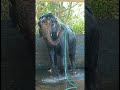 Elephant Bathing himself  #trending #viral #Jaipur