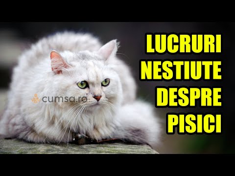 Video: Ce Este Taurina și De Ce Au Nevoie Pisicile?