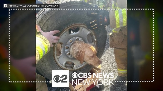 Dog Rescued By N J Firefighters After Getting Head Stuck Inside Tire
