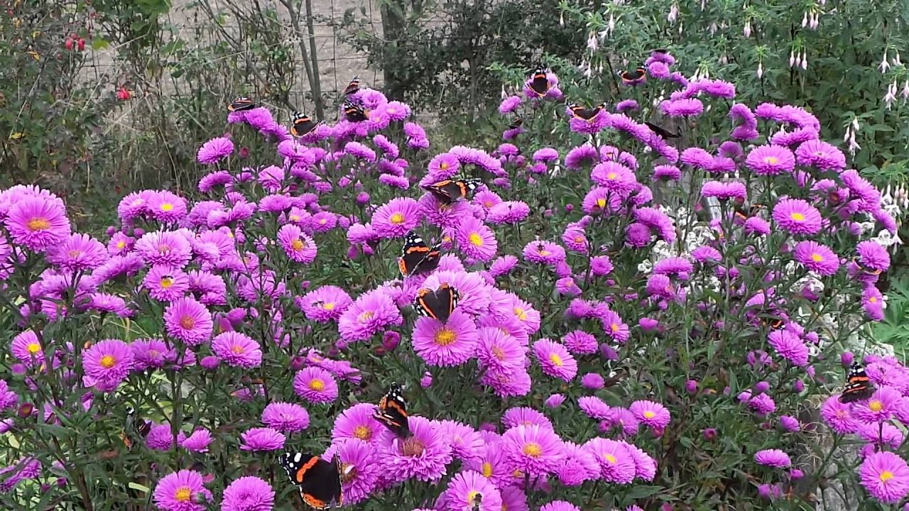 Red Admirals on Michaelmas Daisies