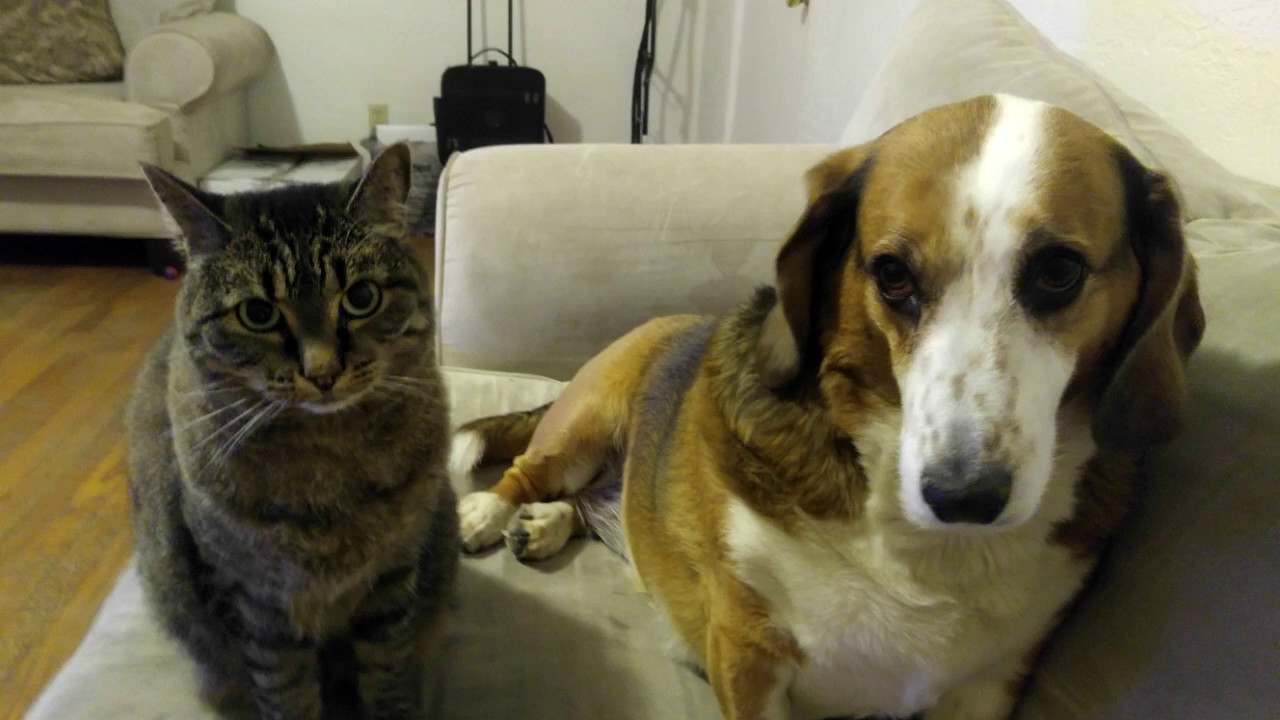 Watch Cat and dog take a walk together on YouTube Watch Cat and dog take a walk together on YouTube