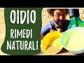 OIDIO delle ZUCCHINE: rimedi naturali contro il mal bianco