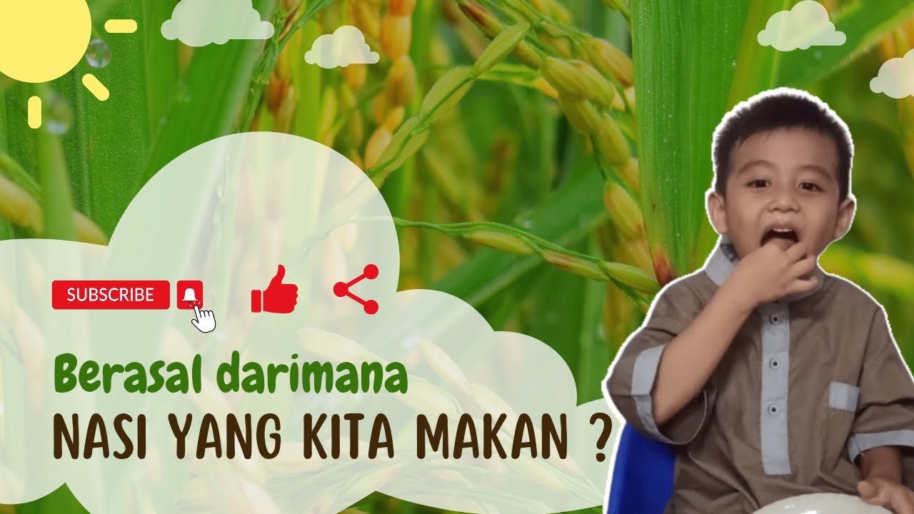 darimana-nasi-berasal-padi-itu-apa-youtube