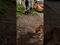 8️⃣9️⃣🐶❤️‍🩹🐾 #perro #mongrelnodayo #perros #adopta #youtube #viral #shorts #reels #straydogs