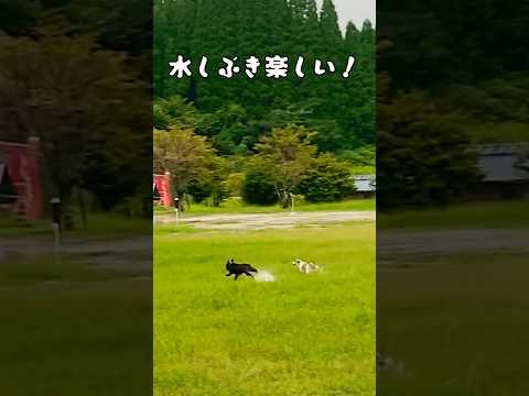 ぶつかり走り続けるも電池切れが面白いフレブルとジャックラッセル徒競走　#shorts #あしゅらご