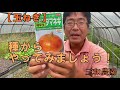 【玉ねぎ】節約術！種から栽培しましょう！玉ねぎの苗は高いです・・。NO351