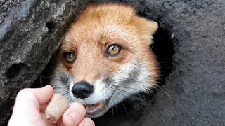 Лиса Василиса великолепная копательница 🐾 Lisa the Digging Fox
