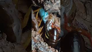 Centipede Eating Horn Worm Time Lapse Roughly 18 Minutes Of Footage