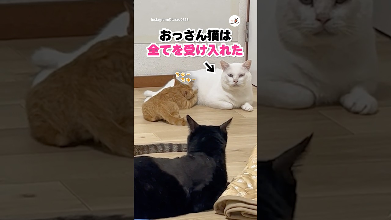おっさん猫の授乳🍼｜PECO - YouTube