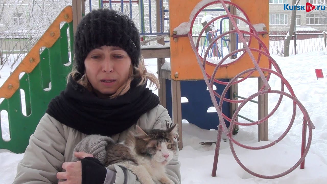 Кота сбила машина лечение