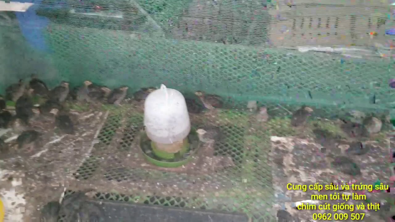 Nuôi chim cút kết hợp ruồi lính đen. Sự kết hợp hoàn hảo #chimcut #ruoilinhden