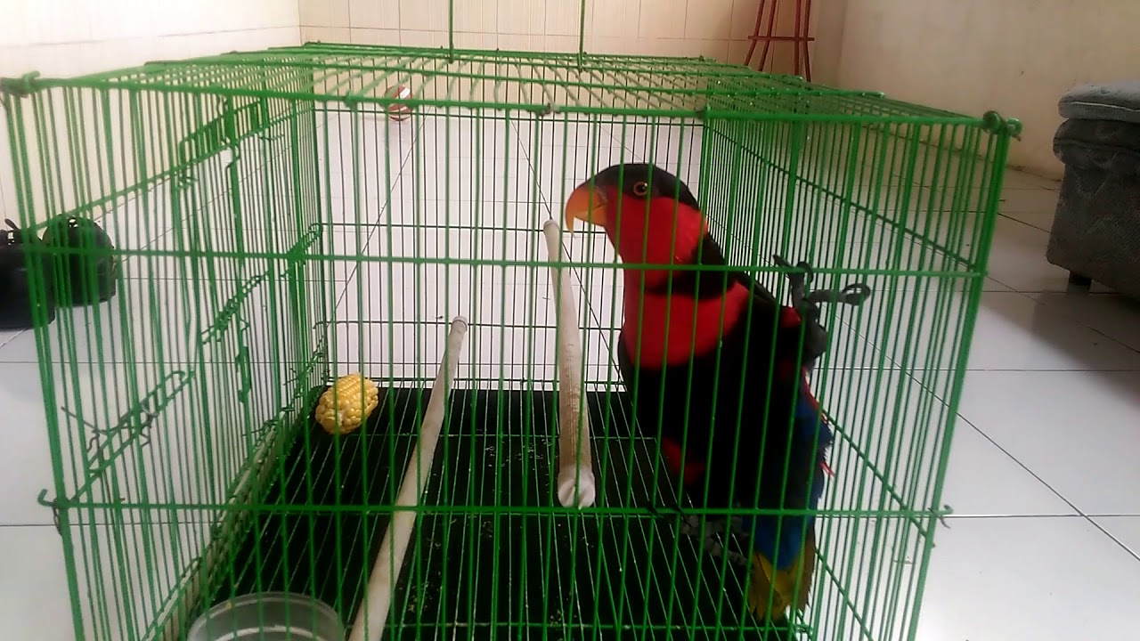 Kumpulan Suara Burung Nuri Gacor Untuk Masteran Binatang Peliharaan