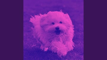 Pulsating Music for Unwinding Doggo