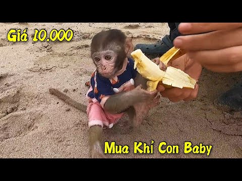 Giá Khỉ Con Dễ Thương - Quyết Định Mua Khỉ Con Baby Của Chị Gái Đáng Thương Giá 10.000 Triệu | Hiếu MA