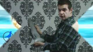 sablons dream.wmv