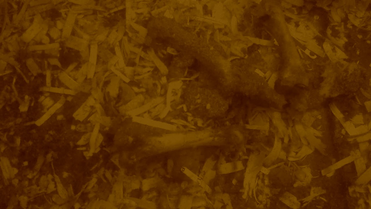 Dermestid Beetles Work At Cleaning Flesh From Carcass