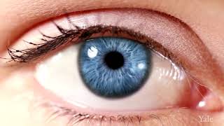 Yale Eye Center - Macular Degeneration
