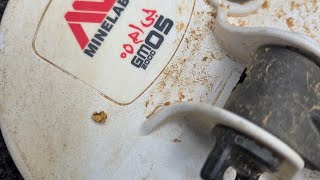 Minelab Gold Monster 2000 just love this gold machine 