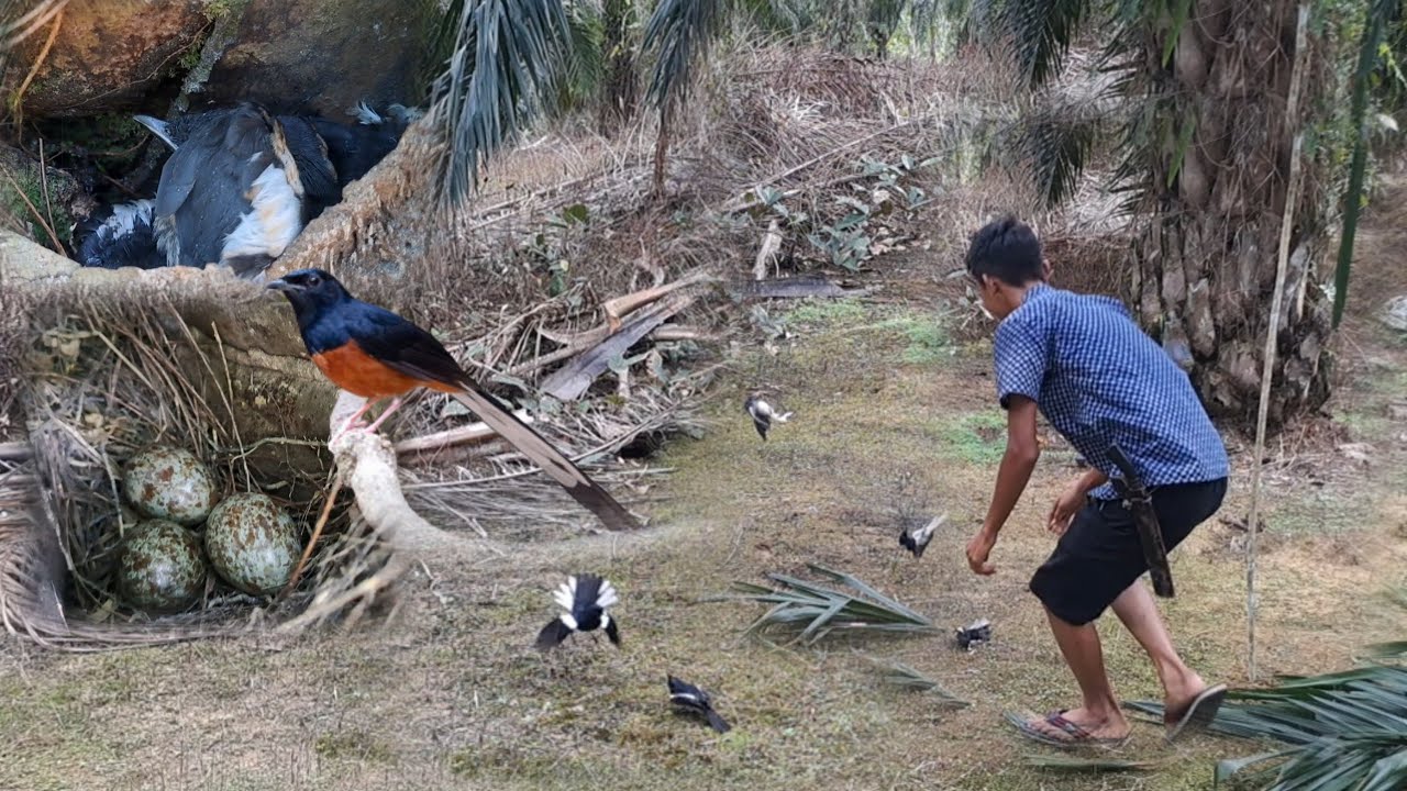 Rezeki//induk nya di rilis malah dapat anak nya/panen burung kacer di alam