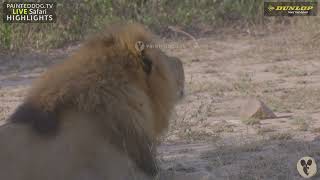 Male Lion Vocalising In Response To Other Lions screenshot 3