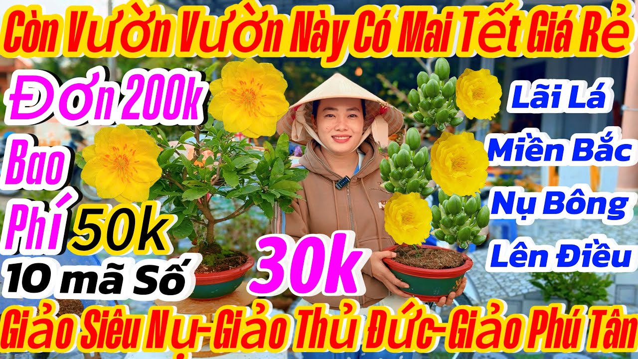 27/01☎️0398616085☎️🌴mai vàng chơi Tết 50k🌴10 mã số-giảo Siêu Nụ-cúc Phượng-cúc (24-36 cánh)-Phú Tân