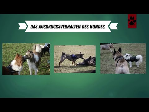 Das Ausdrucksverhalten des Hundes