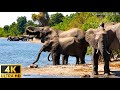 4k african wildlife elephants  musique relaxante avec vido sur la faune africaine