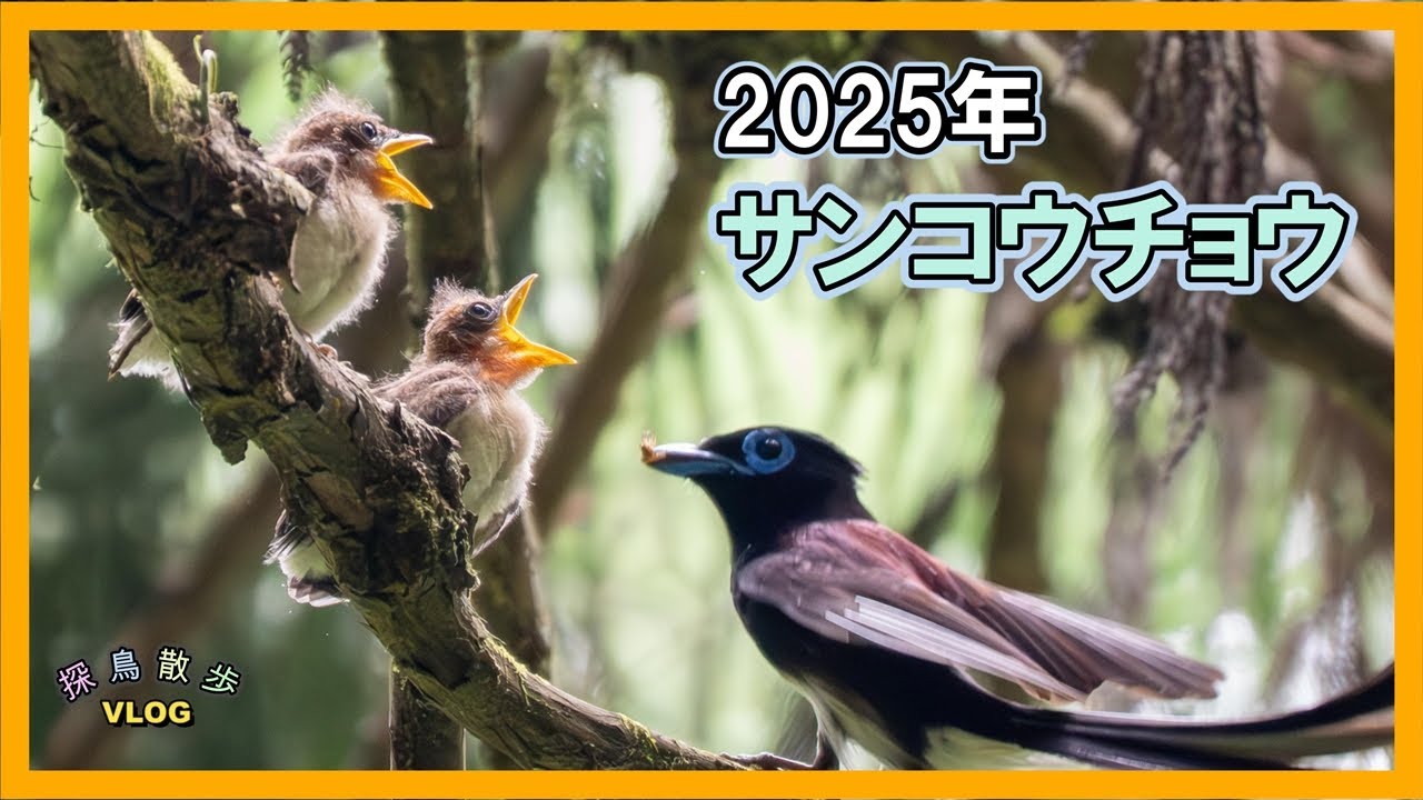 【探鳥散歩 VLOG】2025年で出会ったサンコウチョウ